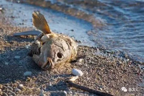 魚死了怎麼辦|魚死了，水壞了，怎麼辦？